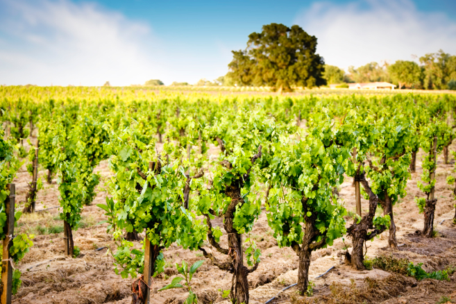 Lodi Vineyard. Photography by Goff Photography.
