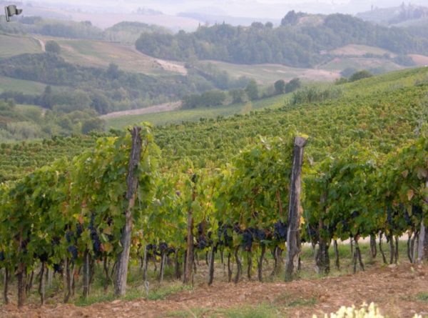 Tour of Italian Wine – Grape Occasions